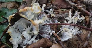 Attēlu rezultāti vaicājumam “Sebacina incrustans”