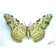 Attēlu rezultāti vaicājumam “Cybosia mesomella”