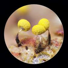 Attēlu rezultāti vaicājumam “Physarum bivalve spores”