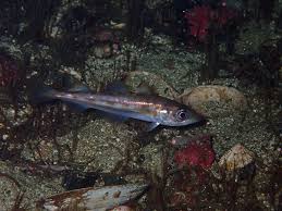 Image result for Gadus macrocephalus