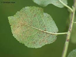 Attēlu rezultāti vaicājumam “Tranzschelia pruni-spinosae”