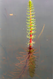 Attēlu rezultāti vaicājumam “Hippuridaceae”