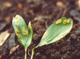 Attēlu rezultāti vaicājumam “Melampsora populnea”