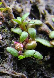 Attēlu rezultāti vaicājumam “Elatine hydropiper leaf”