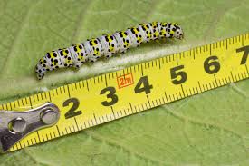 Attēlu rezultāti vaicājumam “Cucullia verbasci”