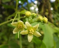 Attēlu rezultāti vaicājumam “Oenothera rubricauli flower”