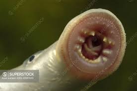 Image result for Lampetra fluviatilis