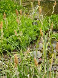 Attēlu rezultāti vaicājumam “Carex riparia”