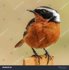 Image result for Phoenicurus moussieri