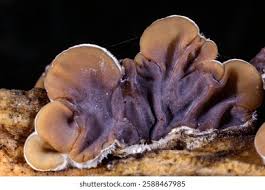 Attēlu rezultāti vaicājumam “Auricularia mesenterica”