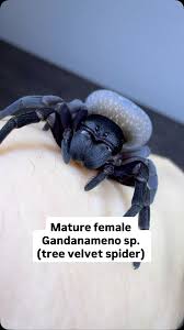 Attēlu rezultāti vaicājumam “Eupithecia icterata female”