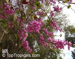 Attēlu rezultāti vaicājumam “Cercis siliquastrum”