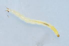 Attēlu rezultāti vaicājumam “Therevidae larva”