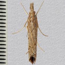 Attēlu rezultāti vaicājumam “Pediasia contaminella”