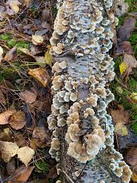 Attēlu rezultāti vaicājumam “Plicaturopsis crispa”