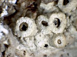 Attēlu rezultāti vaicājumam “Thelotrema lepadinum”