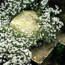 Attēlu rezultāti vaicājumam “Cerastium tomentosum”