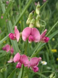 Attēlu rezultāti vaicājumam “Lathyrus sylvestris leaf”