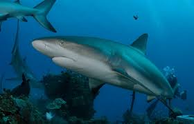 Image result for Carcharhinus perezii