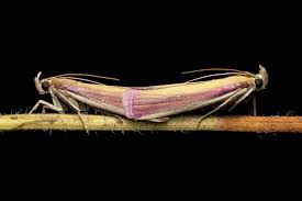 Attēlu rezultāti vaicājumam “Oncocera semirubella”