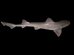 Image result for Mustelus antarcticus