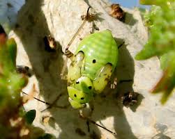 Attēlu rezultāti vaicājumam “Aleurochiton aceris nymph”