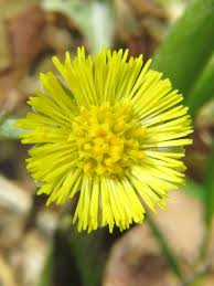 Attēlu rezultāti vaicājumam “Tussilago farfara bud”