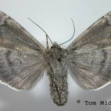 Attēlu rezultāti vaicājumam “Eurois occulta”