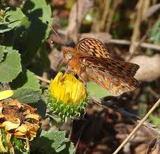 Attēlu rezultāti vaicājumam “Argynnis laodice male”