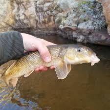Image result for Catostomus commersonii