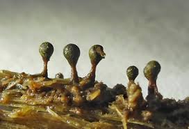 Attēlu rezultāti vaicājumam “Trichia botrytis var. cerifera spores”