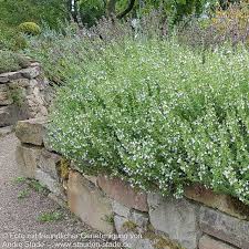 Image result for Bohnenkraut