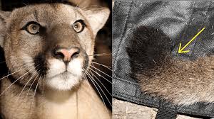 Image result for Craigmount Cougars