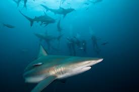 Image result for Carcharhinus limbatus