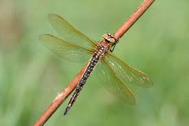 Attēlu rezultāti vaicājumam “Brachytron pratense”