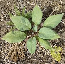 Attēlu rezultāti vaicājumam “Cynoglossum officinale leaf”