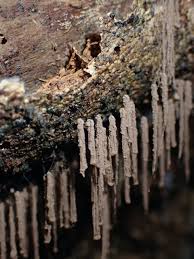 Attēlu rezultāti vaicājumam “Stemonitopsis hyperopta var. landewaldii stalked”