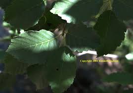Attēlu rezultāti vaicājumam “Alnus incana leaf”