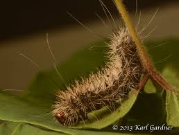 Attēlu rezultāti vaicājumam “Acronicta megacephala larva”