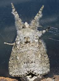 Attēlu rezultāti vaicājumam “Lymantriidae”