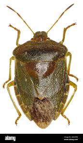 Attēlu rezultāti vaicājumam “Palomena prasina”