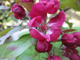 Attēlu rezultāti vaicājumam “Malus purpurea flower”