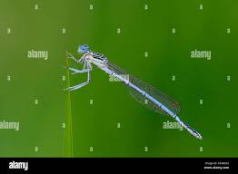 Attēlu rezultāti vaicājumam “Platycnemis pennipes male”