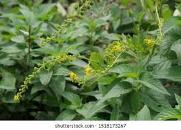 Attēlu rezultāti vaicājumam “Agrimonia pilosa leaf”