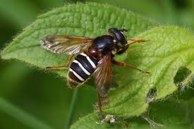 Attēlu rezultāti vaicājumam “Sericomyia lappona”