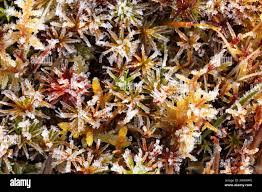 Attēlu rezultāti vaicājumam “Distichium capillaceum sporophyte”