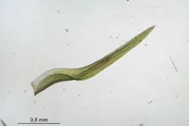 Attēlu rezultāti vaicājumam “Hymenostylium recurvirostrum”