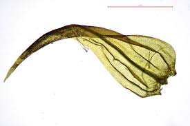 Attēlu rezultāti vaicājumam “Palustriella falcata”