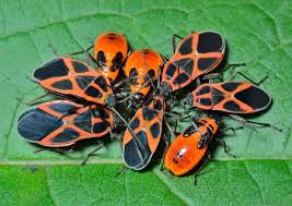 Attēlu rezultāti vaicājumam “Pyrrhocoris apterus imago”