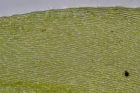 Attēlu rezultāti vaicājumam “Herzogiella seligeri”